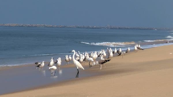 Kochi Alleppey Weekend Backpacking Trip photo 2