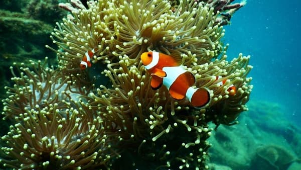 Andaman & Nicobar Islands Tour photo 4