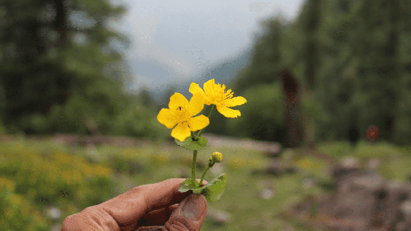 Kasol Tosh Trip thumbnail 2