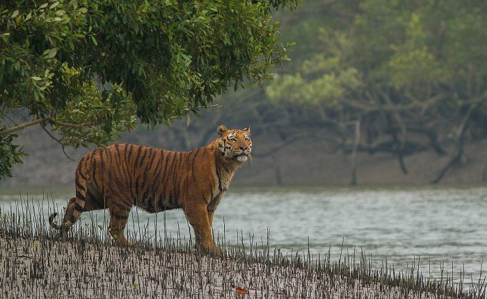 1200px-Sundarban_Tiger