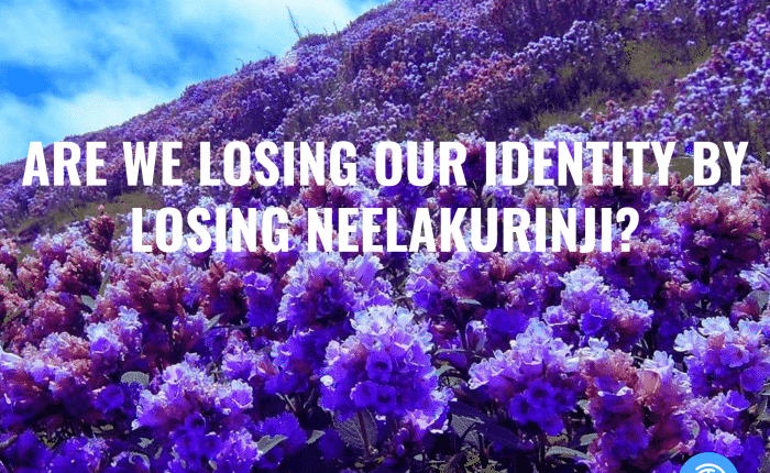 Are We Losing Our Identity by losing neelakurinji