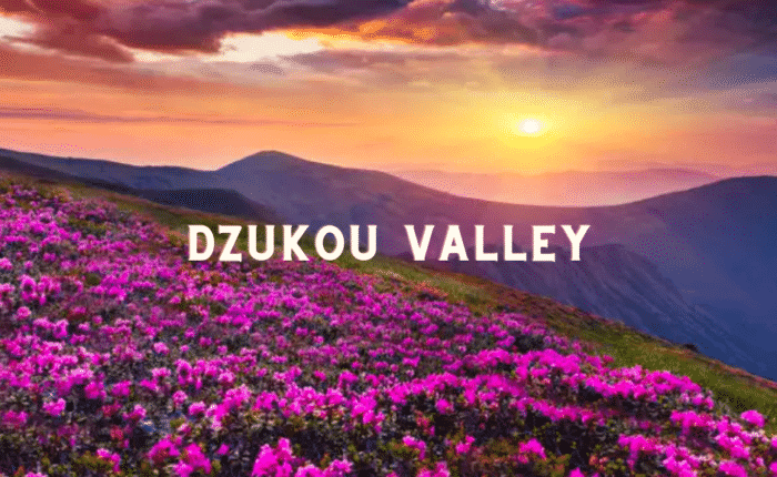 Dzukou