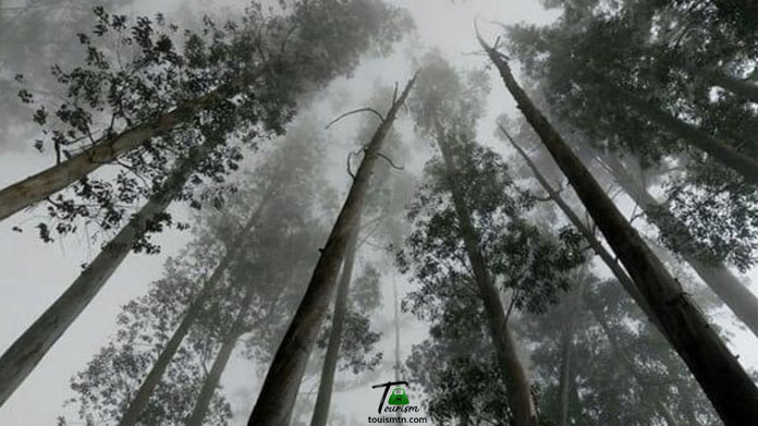 Pine Forest Trek Kodaikanal Pine Forest Trek Kodaikanal Plan The Unplanned